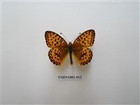 藏品(銀斑豹蛺蝶)的圖片